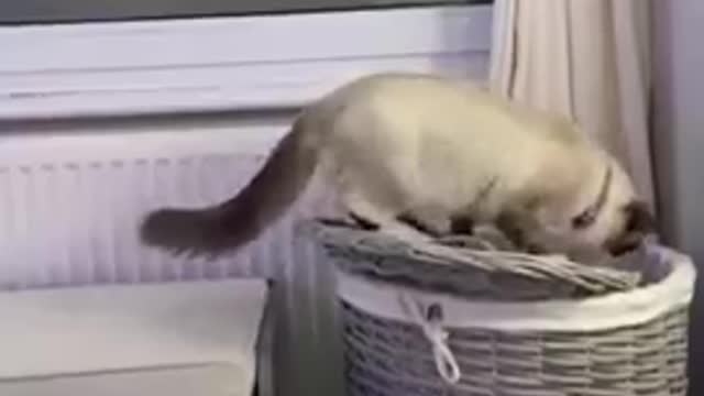 FUNNY_ANIMALS_VIDEOS_TRY_NOT_TO_LAUGH__🤣_|_FUNNY_CATS_|