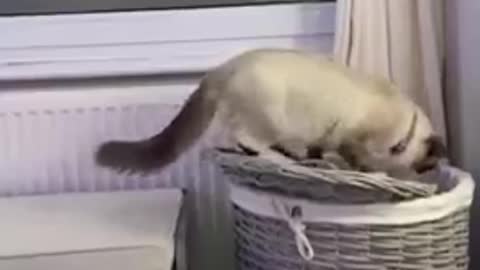 FUNNY_ANIMALS_VIDEOS_TRY_NOT_TO_LAUGH__🤣_|_FUNNY_CATS_|