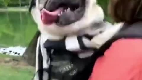 The Dog is so happy.