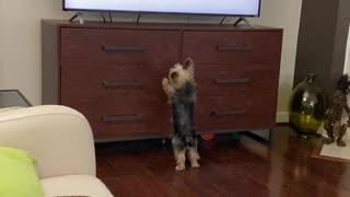 Harrison watching tv