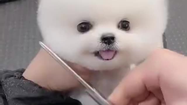 haircuts for cute little white dogs