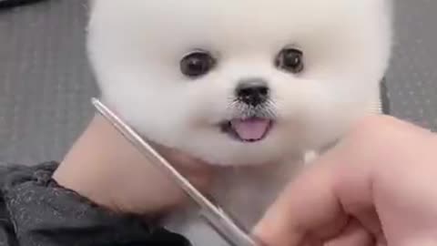 haircuts for cute little white dogs