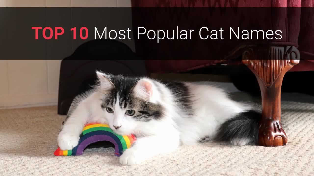 Cat Names – Top 10 Most Popular Cat Names In 2021!