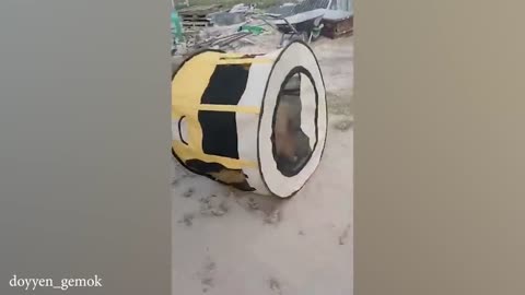funny cat videos memes