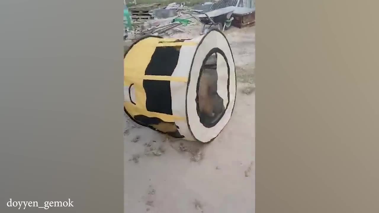 funny cat videos memes