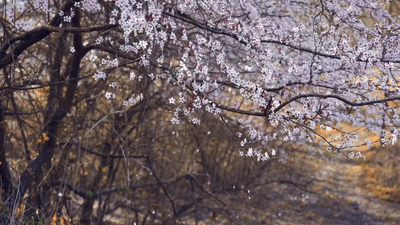 Nature beauty aesthetic video 4k hd resolution