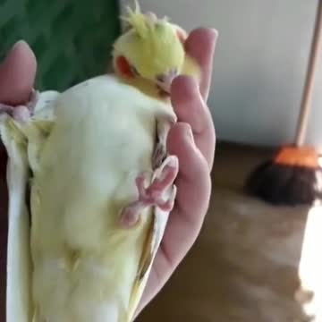 The cockatiel bird carried by its two companions in a wonderful way, while the birds sing around it