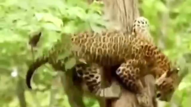 A leopard is climbing a tree