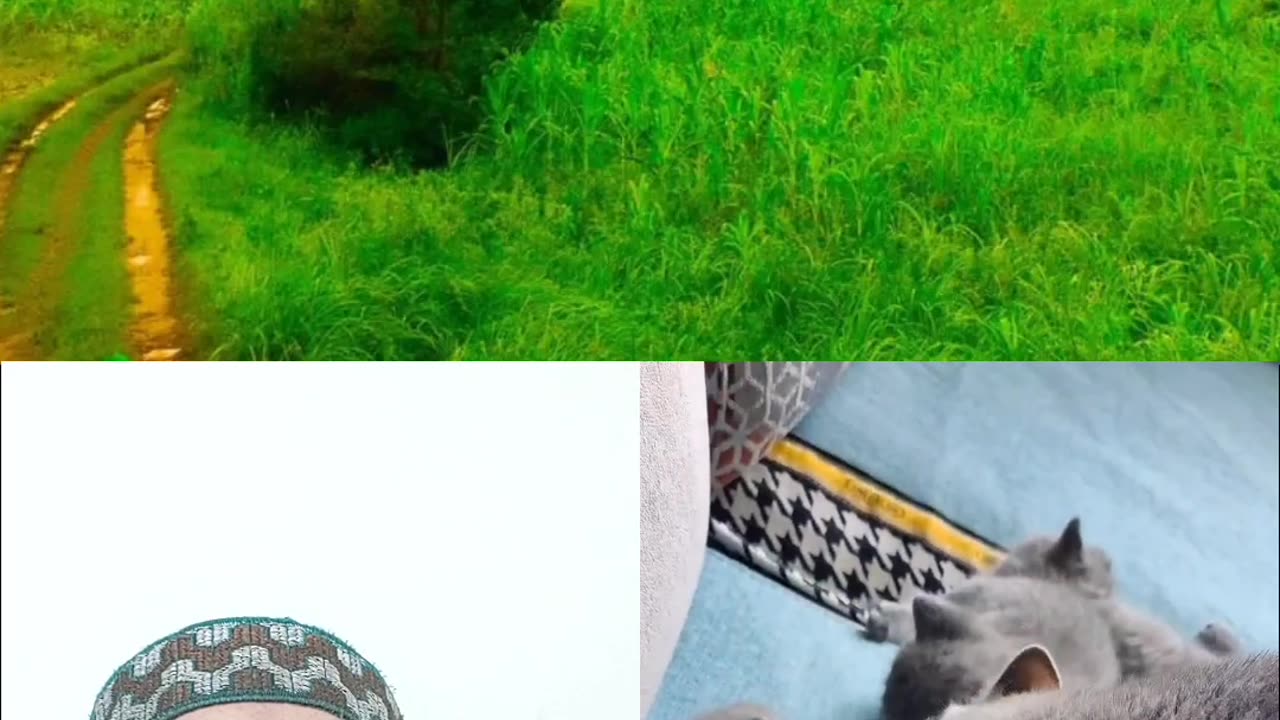 Love #love #cat #viral #shorts #youtubeshorts #pilwaaltv