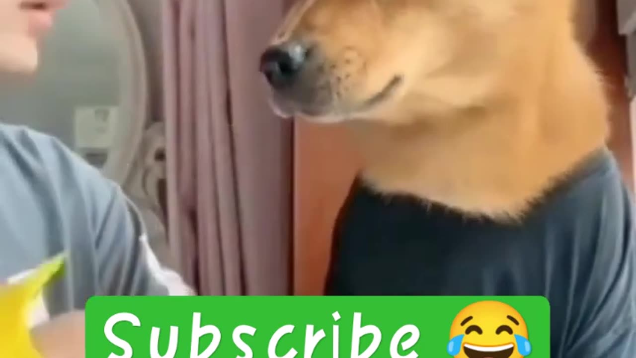 funny dogs dubbing 😂. subscribe for more funny videos #shorts #funnyvideos #pets