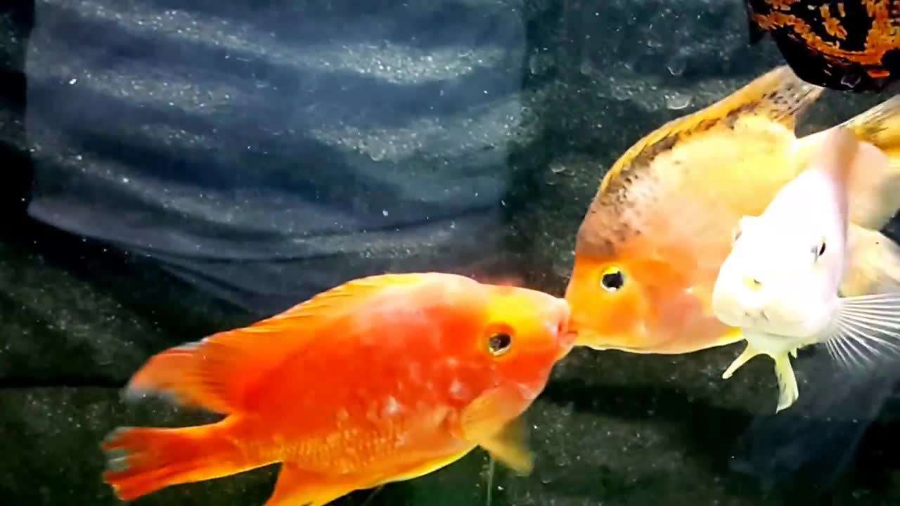 parrot fish in love kissing سمك الببغاء