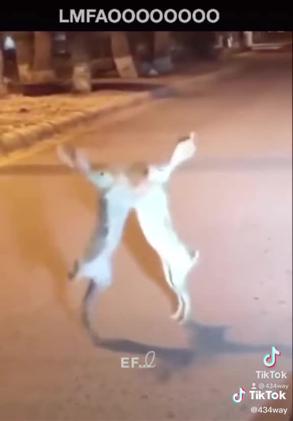 Jack Rabbits Tussling for Supremacy "There can be only one"