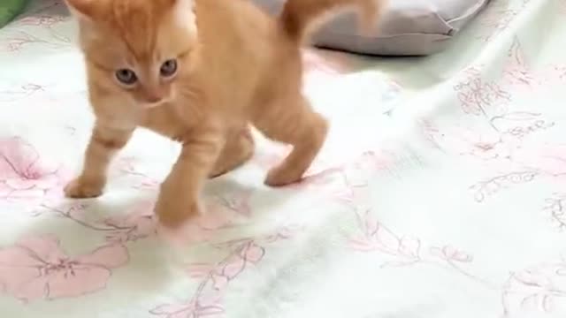 funny cat video