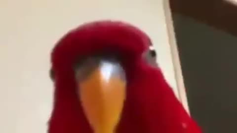 Red Bird Staring At Your Soul