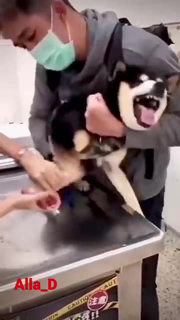 Paws vs. Paws: Canine in Cat Shock🐾😱🐶 Short #cat #dog #catcomedy #dogcomedy