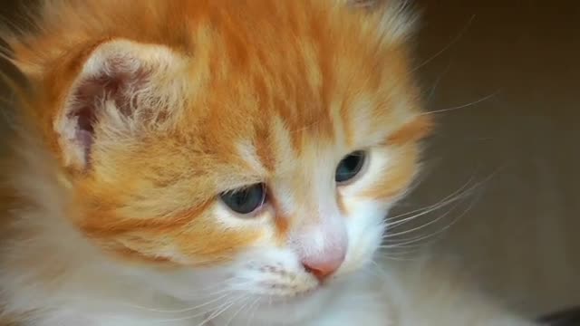 Sweet Baby Cat Kitty - Free HD Video on rumble for kids