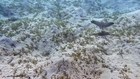 Never Seen Before Eagle Ray #shorts #viral #shortsvideo #video