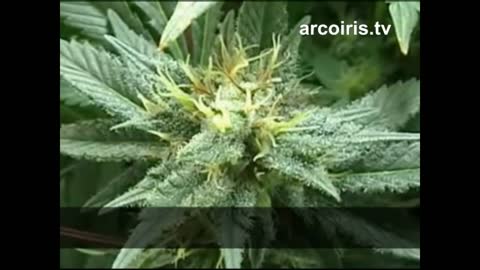 Perchè Canapa e Marijuana sono state Vietate - La Vera Storia