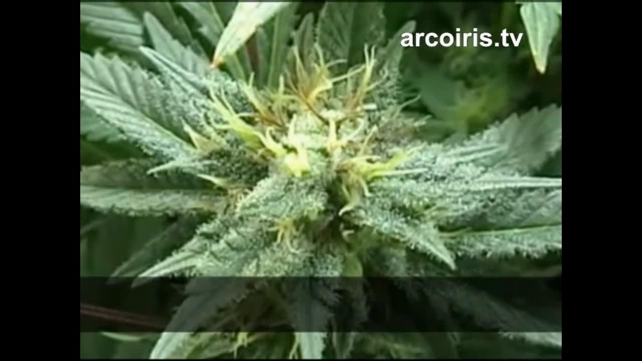 Perchè Canapa e Marijuana sono state Vietate - La Vera Storia