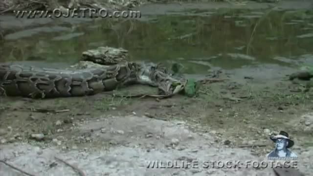 Python eats Alligator fight