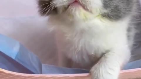 Baby cat sounds