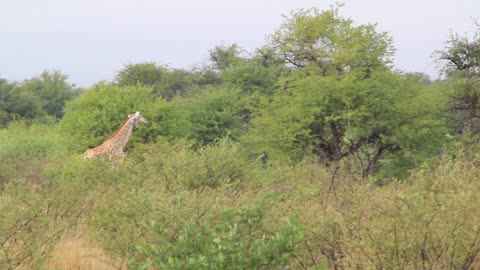 Giraffe in Field