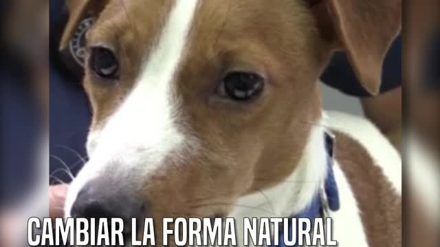 Someten a su mascota a una cirugía estética porque querían un perro de exposición