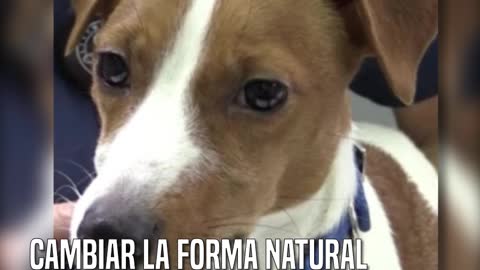 Someten a su mascota a una cirugía estética porque querían un perro de exposición