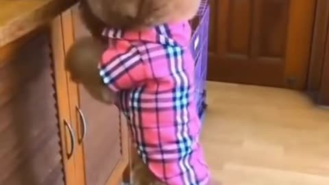 Funny dogs so smart puppy #shorts