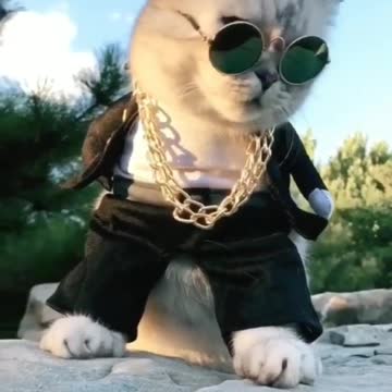 wildlife animals in 4k video