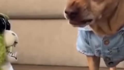 Funny DOG and Toy