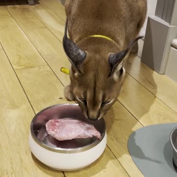 The Worst Pet to Own