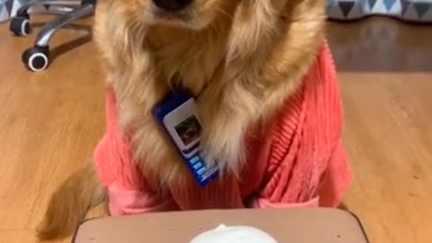 #Funniest Animals Real 😹 - Best Of The 2020 #Funny Animals Videos - Try Not To Laugh