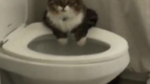 Cat gets caught in bathroom