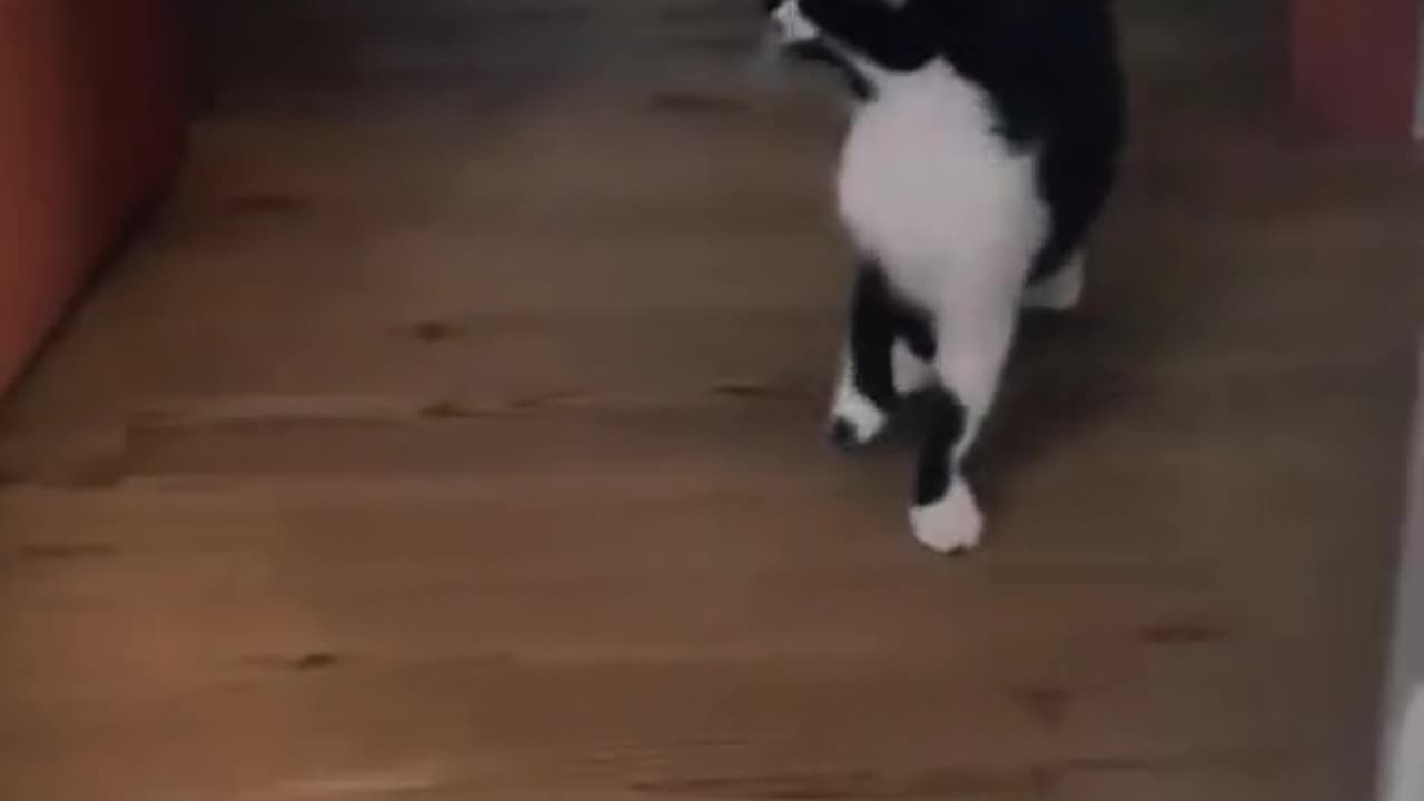 funny_animal_world9