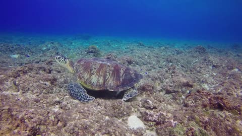 Green turtle on the sea floor