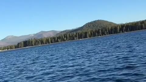 In the past, a person felt very lonely. Now a dog is much happier.