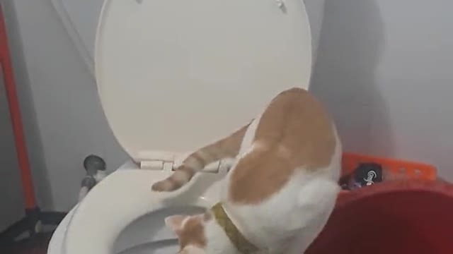The cat went to the toilet