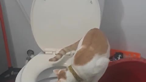 The cat went to the toilet