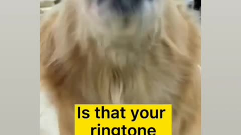 Most funny virela doge iphone ringtone 🤣🤣😂😂