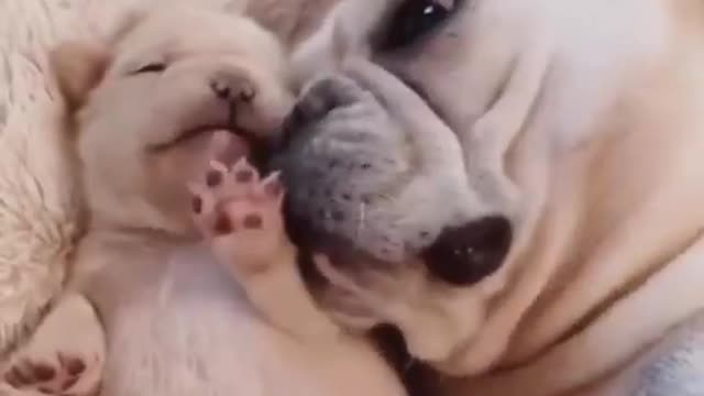 OMG_So_Cute_♡_Best_Funny_Cats_and_Dogs_Compilation