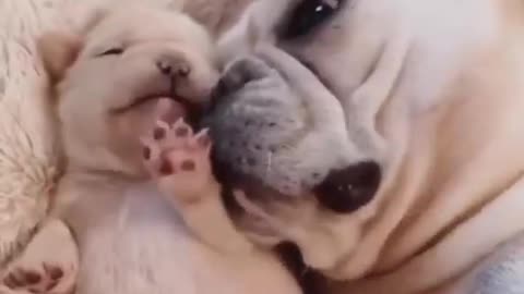 OMG_So_Cute_♡_Best_Funny_Cats_and_Dogs_Compilation