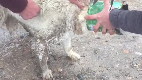 Guys Free Pup From Can Collar