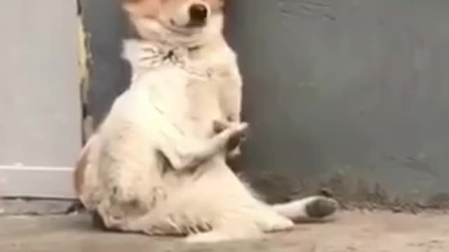 comfortable puppy life