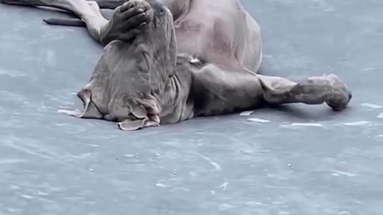 Funny animal and dog and cat 😺