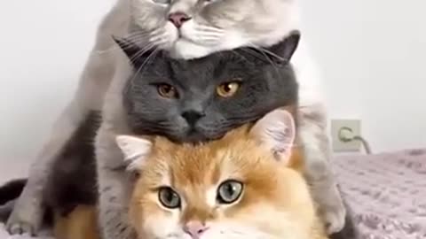 CUTE KITTENS | SHORT VIDEOS