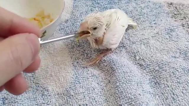 chicken eating rice