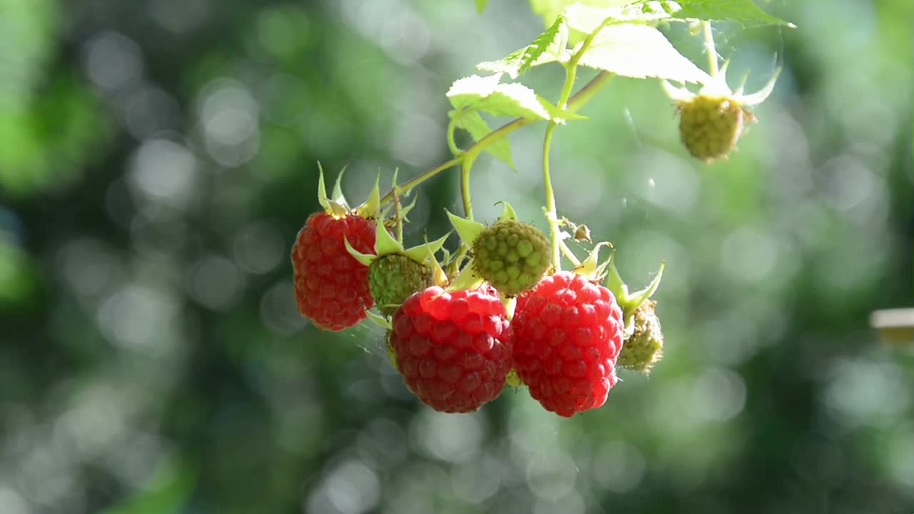 It's a ripe red raspberry. It's so appetizing.
