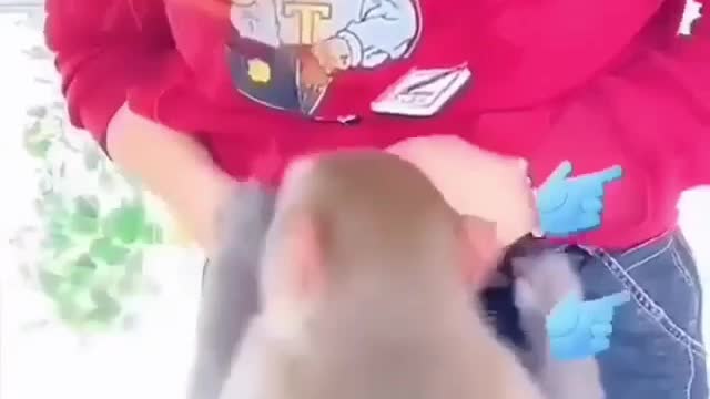 funny monkey try to open girl pant zip #shorts