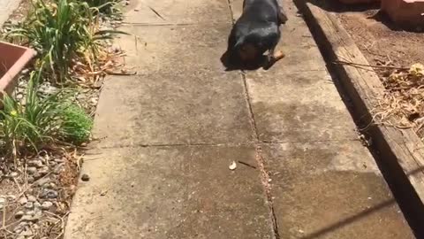 Dog playing with hose falls on it's back